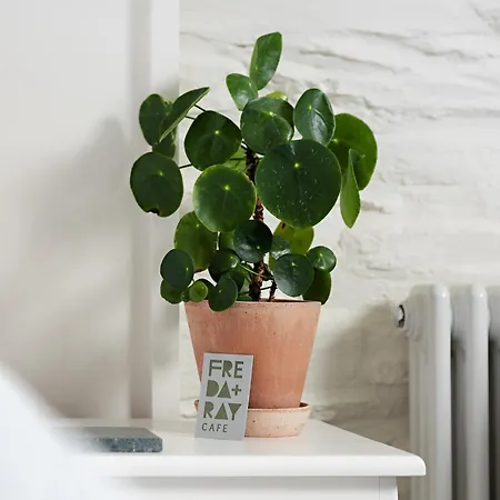 Chestnut Affittacamere